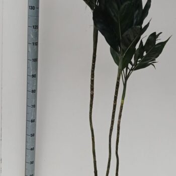 chamaedorea metallica