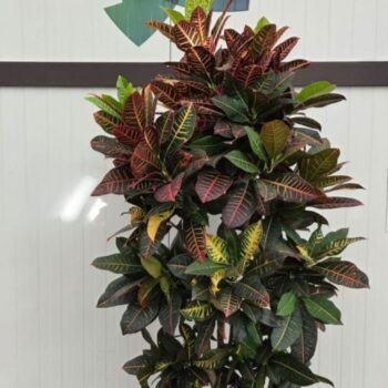 Croton Petra vertakt pot 36