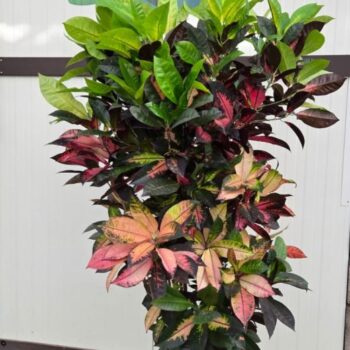 Croton Iceton pot 36 vertakt