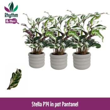 Calathea 14cm Stella in Pantanel Keramiek - Rhythm & More