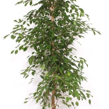 Ficus Exotica