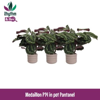 Calathea 14cm Medaillon in Pantanel Keramiek - Rhythm & More