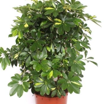 Schefflera Gold Capella