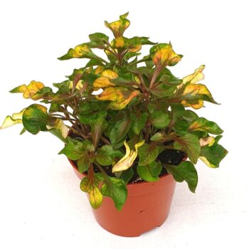 Alternanthera ficoidea 'Rosea'