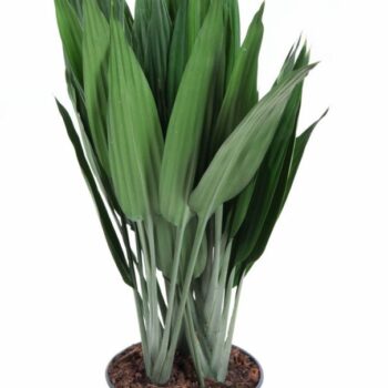 Dracaena Thaliodes P24