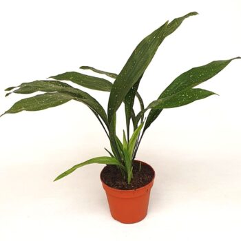 Aspidistra el. 'Milky Way'