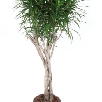Dracaena Anita Varriegata gevlochten stam