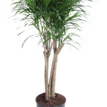 Dracaena Anita variegata multi stam P27