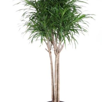 Dracaena Anita variegata multi stam P31