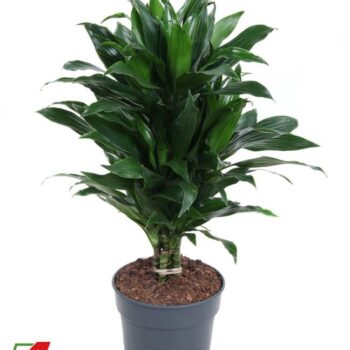 Dracaena Green Jewel vertakt P21