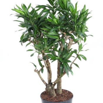 Dracaena Song Of Jamaica vertakt P24