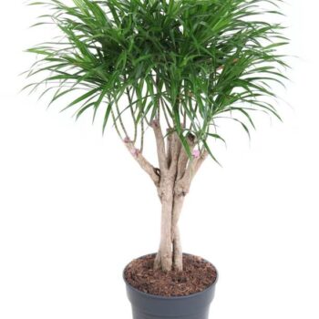 Dracaena Anita Varriegata gevlochten stam