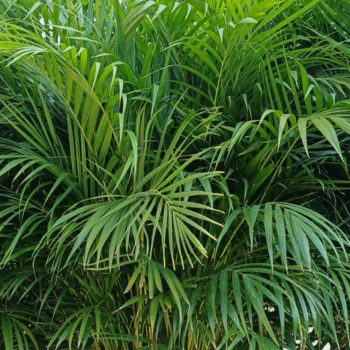 dypsis lutescens