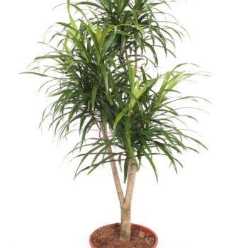 Dracaena Anita