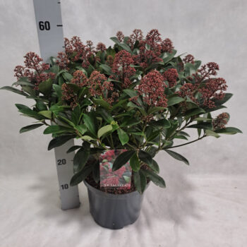 Skimmia Rubella P23 25+ bloem