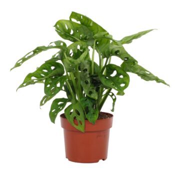 Monstera Adansonii 12cm
