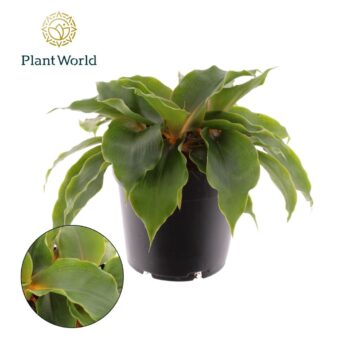 Chlorophytum Green Orange