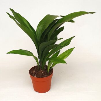 Aspidistra elatior