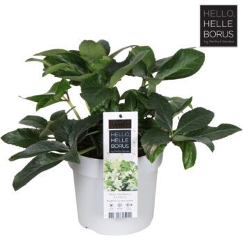 Helleborus Endless P19