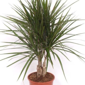 Dracaena marginata