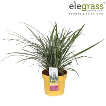 Astelia nervosa 'Westland' P19