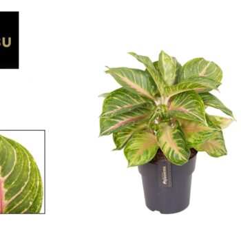 Aglaonema Sakura Muchi