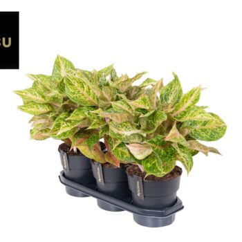 Aglaonema Pomegranate Tea