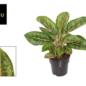 Aglaonema Camo Coralie