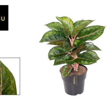 Aglaonema Camo Rubina
