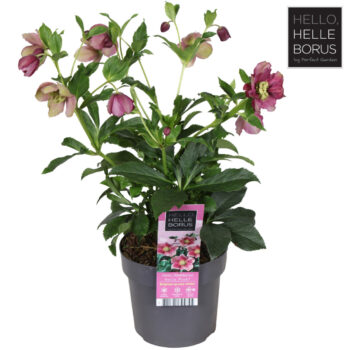 Helleborus orientalis 'Hello Pink' P17