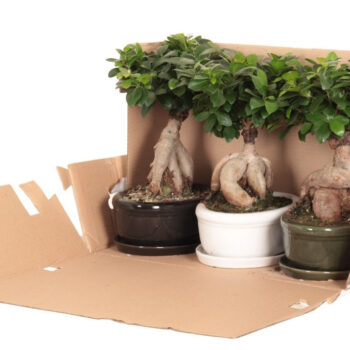 Ficus micr. Ginseng in keram. ovaal schaal met schotel gemengd