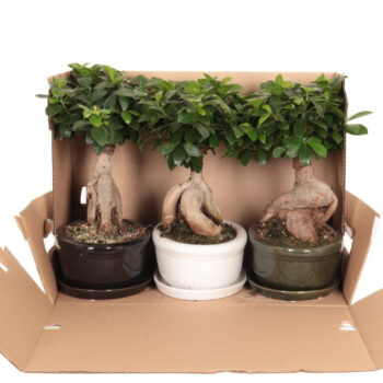 Ficus micr. Ginseng in keram. ovaal schaal+ schotel wit in fust