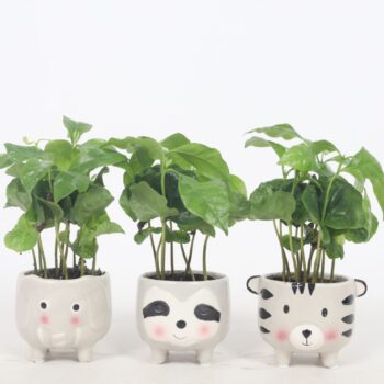 Coffea Arabica 6.5cm - Animal mix 7cm