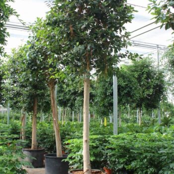 Ficus Australis