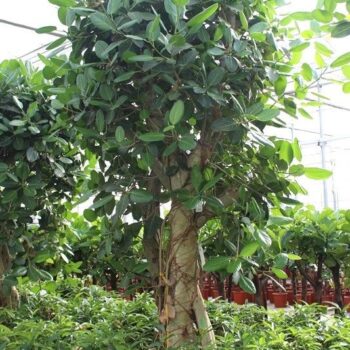 Ficus Benghalensis