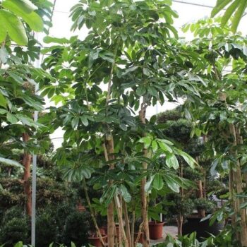 Schefflera actinophylla 'Amate’