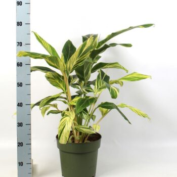 Alpinia zerumbet 'Variegata'
