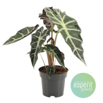 Alocasia Polly
