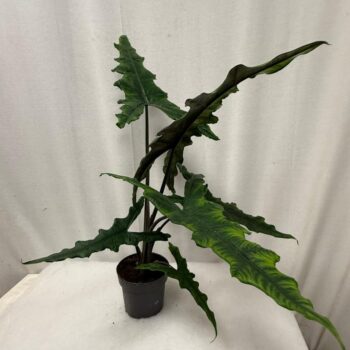 Alocasia Sabrina Narrow