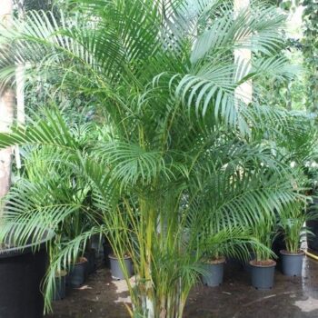 Dypsis lutescens (Areca)
