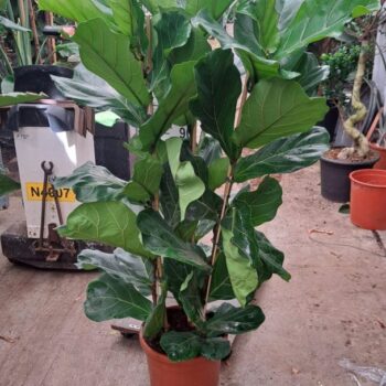 Ficus Lyrata toef 140