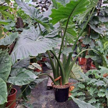 Alocasia Portodora toef XL 240