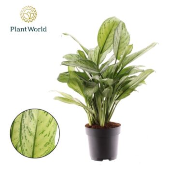 Aglaonema Maria Christina