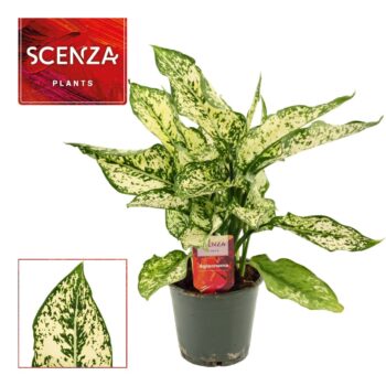 Aglaonema First Diamond 12 cm (Scenza)