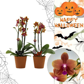 Bolgheri 3 tak | Parfum | Halloween pot + bijsteker