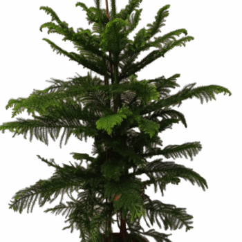 araucaria heterophylla