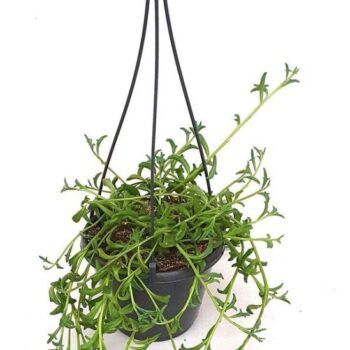 Senecio 'String of Dophins'