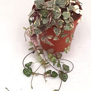 Ceropegia 'Pretty Pink'