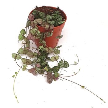 Ceropegia 'String of Hearts'