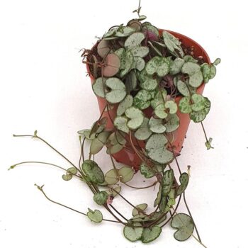 Ceropegia 'Silver Glory'